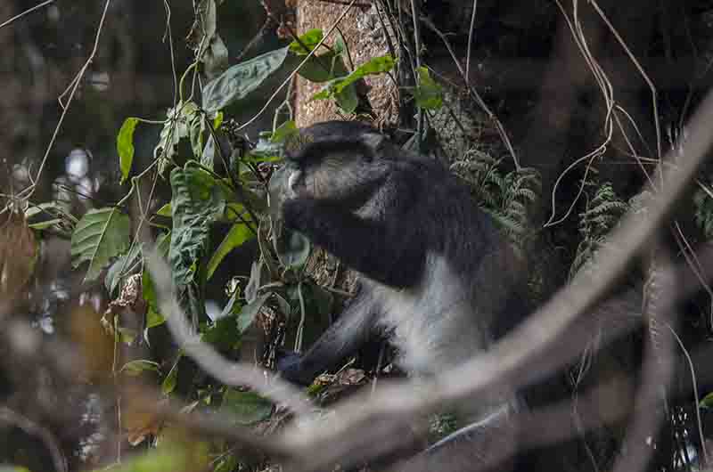 51 - Mono Red-Tailed o Cola Roja - parque nacional de la selva de Nyungwe - Ruanda